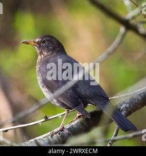 Eurasische Amsel, auch bekannt als die gewöhnliche Amsel oder Turdus merula Nahporträt. Stockfoto