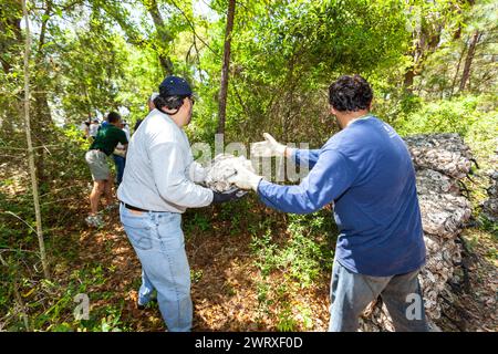 Freiwillige nutzen eine Eimerbrigade, um Beutel mit recycelten Austernmuscheln in den Sumpf in Awendaw, South Carolina, zu transportieren. Recycelte Austernschalen werden verwendet, um neue Riffe zu bauen, in denen Babyaustern wachsen und als natürliche Wellenbrecher dienen können, die die Küsten vor den Auswirkungen von Stürmen und Meeresspiegelanstieg schützen. Stockfoto