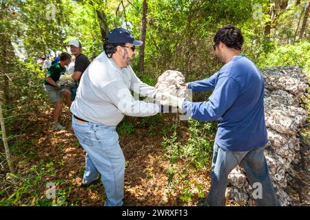 Freiwillige nutzen eine Eimerbrigade, um Beutel mit recycelten Austernmuscheln in den Sumpf in Awendaw, South Carolina, zu transportieren. Recycelte Austernschalen werden verwendet, um neue Riffe zu bauen, in denen Babyaustern wachsen und als natürliche Wellenbrecher dienen können, die die Küsten vor den Auswirkungen von Stürmen und Meeresspiegelanstieg schützen. Stockfoto