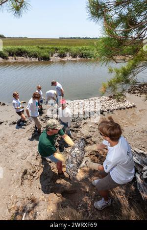 Freiwillige nutzen eine Eimerbrigade, um Beutel mit recycelten Austernschalen zu transportieren, um sie entlang der Salzwiesen in Awendaw, South Carolina, zu positionieren. Recycelte Austernschalen werden verwendet, um neue Riffe zu bauen, in denen Babyaustern wachsen und als natürliche Wellenbrecher dienen können, die die Küsten vor den Auswirkungen von Stürmen und Meeresspiegelanstieg schützen. Stockfoto