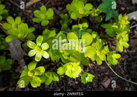 Hacquetia epipactis blühte am 10. März 2024 in Pruhonice, Tschechien. (CTK Foto/Libor Sojka) Stockfoto