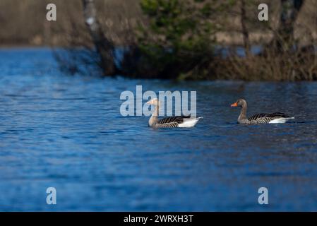 Graugänse schwimmen auf dem Teich Stockfoto