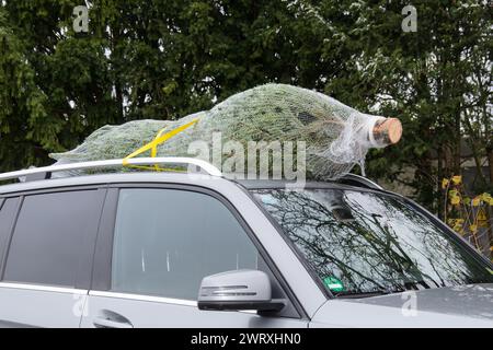 Einen Weihnachtsbaum auf dem Autodach sichern. Stockfoto