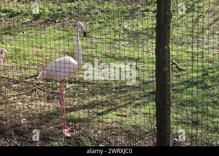 Horizontale Ansicht eines einzelnen großen Flamingos. 3. März 2023. Marwell Zoo, Nr Winchester, Hampshire, England. Eine Auswahl an Ausblicken aus dem zoologischen Park, der eine eingetragene Wohltätigkeitsorganisation in England ist. Marwell beherbergt eine Reihe von Arten, die in der Wildnis bedroht sind, und arbeitet viel an Naturschutzarbeiten und mit Bildungsgruppen zusammen. Stockfoto