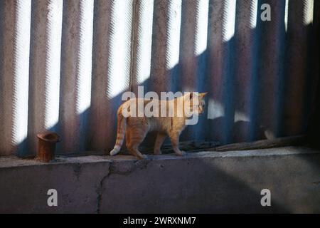 Ginger Katze Spaziergang auf der blinden Bereich eines ländlichen Schieferzaunes. Stockfoto