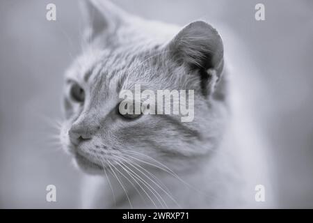 Ernsthaftes Nahaufnahme-Porträt einer Katze. BW-Foto Stockfoto