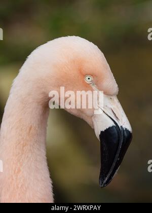 Eine Nahaufnahme des Kopfes eines größeren Flamingos, Phoenicopterus roseus. Stockfoto
