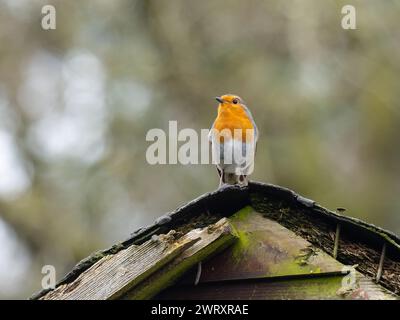 Ein Europäischer rotkehlchen, Erithacus rubecula, auch bekannt als rotkehlchen oder rotkehlchen. Stockfoto