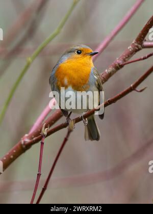 Ein Europäischer rotkehlchen, Erithacus rubecula, auch bekannt als rotkehlchen oder rotkehlchen. Stockfoto