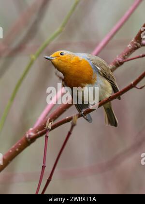 Ein Europäischer rotkehlchen, Erithacus rubecula, auch bekannt als rotkehlchen oder rotkehlchen. Stockfoto