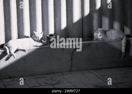 Zwei Katzen ruhen auf dem blinden Bereich eines ländlichen Schieferzauns aus. BW-Foto Stockfoto