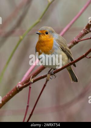 Ein Europäischer rotkehlchen, Erithacus rubecula, auch bekannt als rotkehlchen oder rotkehlchen. Stockfoto