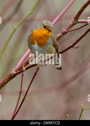 Ein Europäischer rotkehlchen, Erithacus rubecula, auch bekannt als rotkehlchen oder rotkehlchen. Stockfoto