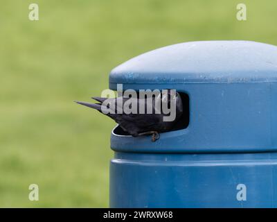 Ein westlicher Jackdaw, Coloeus monedula, auch bekannt als der Eurasische Jackdaw, der europäische Jackdaw oder einfach der Jackdaw, Stockfoto