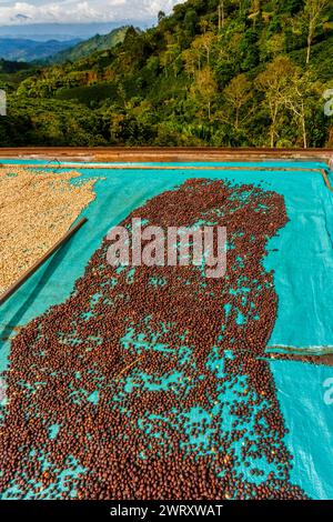 Kaffeebohnen, die in der Sonne auf einer Kaffeefarm in Jardin, Kolumbien, rösten Stockfoto