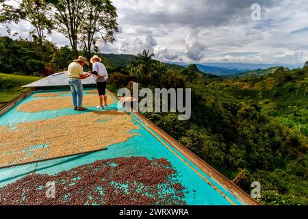 Jardin, Kolumbien - 12. Januar 2023: Kaffeebauerin mit einer Touristenfrau wählt Kaffeebohnen in der Rösterei mit einer Kaffeeplantage im Hintergrund aus Stockfoto