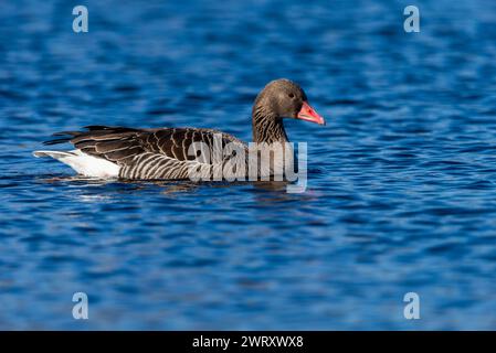 Graugans schwimmen auf dem wilden Teich, Nahaufnahme Stockfoto