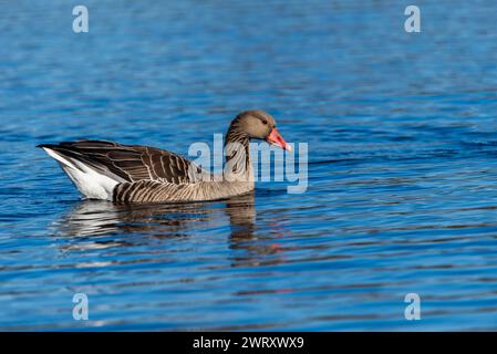 Graugans schwimmen auf dem wilden Teich, Nahaufnahme Stockfoto