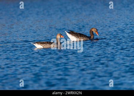 Graugänse schwimmen auf dem wilden See, selektiver Fokus Stockfoto