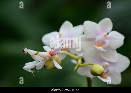 Eine Orchideenmantis hängt auf einer Orchidee im Garten. Stockfoto