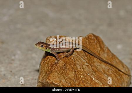 Balcan-grüne Eidechse oder lacerta trilineata, Sonnenbaden auf einem Felsen. Stockfoto