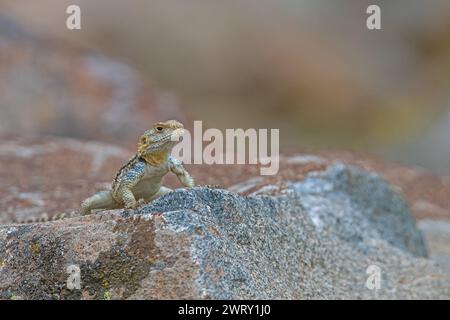 Graue Hardun-Eidechse (Laudakia stellio) auf einem Felsen in seinem natürlichen Lebensraum. Stockfoto