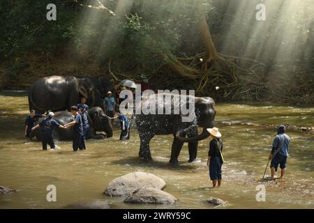 CHIANG Mai, THAILAND - 23. FEBRUAR 2018 : Touristen genießen das Reiten auf Asien Elefanten Abenteuer Trekking im Öko-Tourismus in Chiang Mai, Thailand. Stockfoto