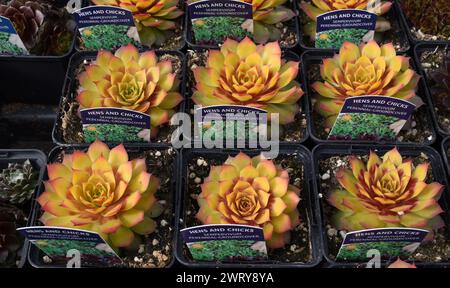 Hühner und Küken, ein gebräuchlicher Name für blühende saftige Pflanzen, auch bekannt als Hausleeks oder mit ihrem lateinischen Namen Sempervivum, zum Verkauf in einem Gartengeschäft. Stockfoto