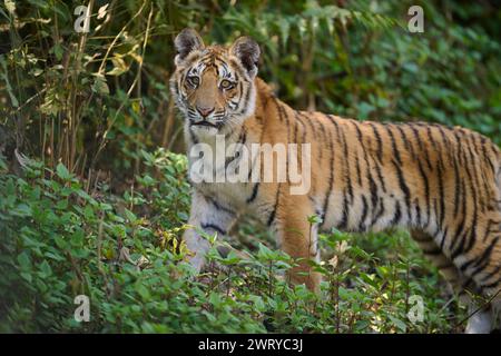 Tigerjunges im Corbett National Park, Indien Stockfoto