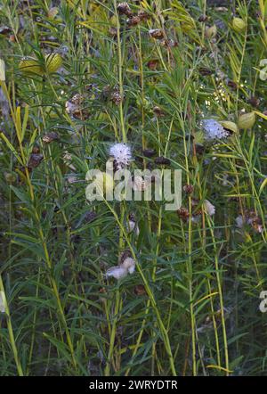 Milkweed am Eingang der Ardenwood Historic Farm in Fremont, Kalifornien Stockfoto