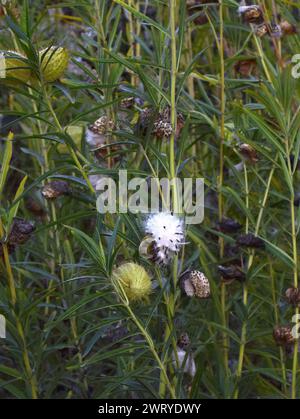 Milkweed am Eingang der Ardenwood Historic Farm in Fremont, Kalifornien Stockfoto