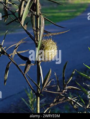 Milkweed am Eingang der Ardenwood Historic Farm in Fremont, Kalifornien Stockfoto