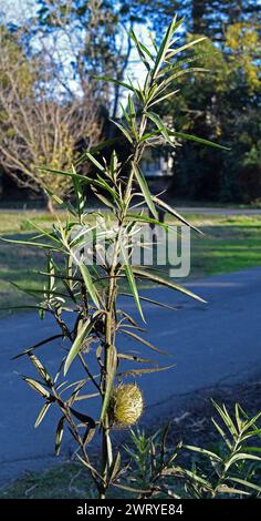 Milkweed am Eingang der Ardenwood Historic Farm in Fremont, Kalifornien Stockfoto