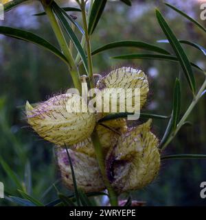 Milkweed am Eingang der Ardenwood Historic Farm in Fremont, Kalifornien Stockfoto