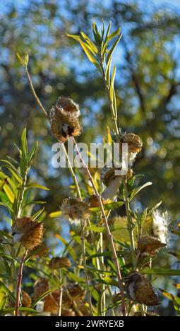 Milkweed am Eingang der Ardenwood Historic Farm in Fremont, Kalifornien Stockfoto