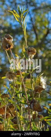 Milkweed am Eingang der Ardenwood Historic Farm in Fremont, Kalifornien Stockfoto