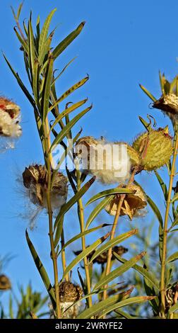 Milkweed am Eingang der Ardenwood Historic Farm in Fremont, Kalifornien Stockfoto