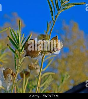 Milkweed am Eingang der Ardenwood Historic Farm in Fremont, Kalifornien Stockfoto