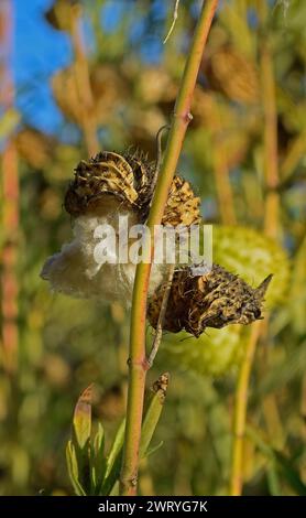 Milkweed am Eingang der Ardenwood Historic Farm in Fremont, Kalifornien Stockfoto