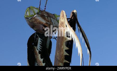 Las Vegas, Nevada, USA 7. März 2024 Gebetsmantis im Container Park at Fremont Street Experience in Downtown Las Vegas am 7. März 2024 in Las Vegas, Nevada, USA. Foto: Barry King/Alamy Stock Photo Stockfoto