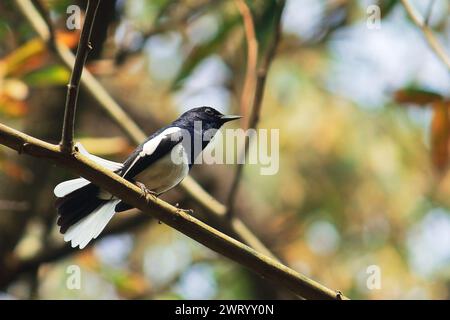 Wunderschöner Singvogel ein männlicher orientalischer Elster robin (Copsychus saularis), der auf einem Zweig, einem indischen Tropenwald thront Stockfoto