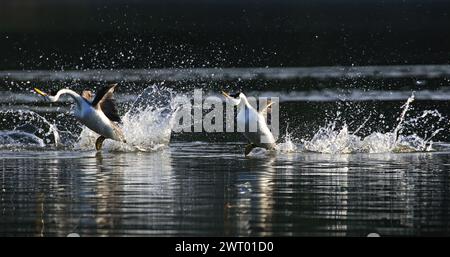 Western Grebes tanzt im See Stockfoto