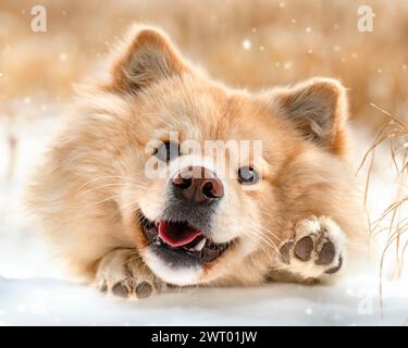 Finnischer Lapphund vor dem Hintergrund der Natur Stockfoto