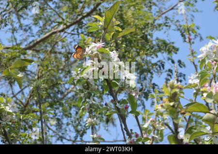 Zarte rosa Blumen blühen auf einem Apfelbaum in einem Frühlingsgarten Stockfoto