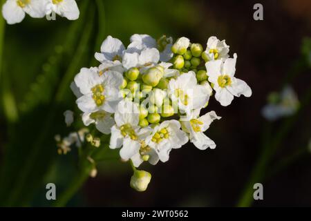 Weiße Meerrettichblüten wachsen im Garten. Stockfoto