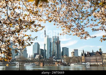 Frankfurt, Deutschland. März 2024. Dieses Foto vom 14. März 2024 zeigt Blumen am Mainufer in Frankfurt. Quelle: Zhang Fan/Xinhua/Alamy Live News Stockfoto