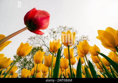 Rote und gelbe Tulpen bei geringer Sicht in einem Park. Frühlingsblütenkonzept Foto. Stockfoto