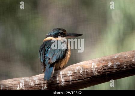 Der verängstigte eisvogel hat einen türkisblauen Rücken, einen türkisblauen Rumpf und Schwanz, weißes Unterteil und einen breiten cremefarbenen Kragen. Stockfoto