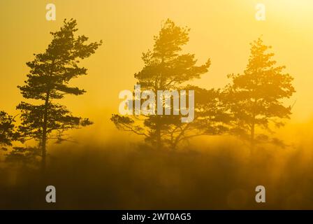 Die Sonnenstrahlen filtern durch den Nebel und werfen ein sanftes Leuchten auf die Bäume in einer ruhigen Waldlandschaft. Der Nebel verleiht der Szene eine mystische Atmosphäre, c Stockfoto
