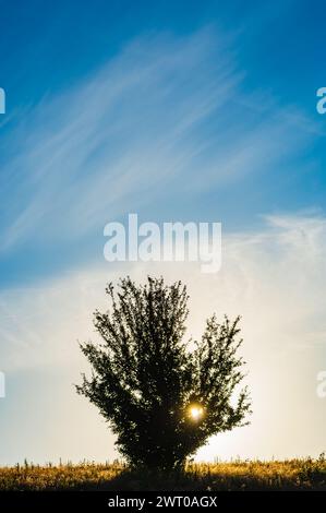 Ein einzelner Baum steht in der Mitte eines riesigen Feldes während des Sonnenuntergangs in Schweden hoch. Die Äste der Bäume erstrecken sich gegen den Himmel und kontrastieren mit der OP Stockfoto